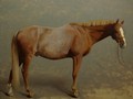 Oil painting of horse Flash